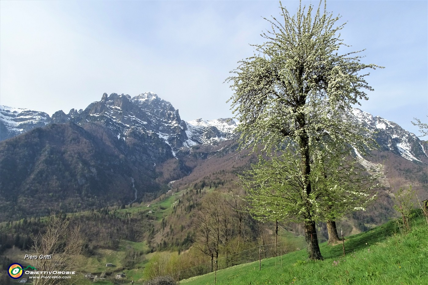 26 Ciliegio in fiore con vista in Cornetta.JPG